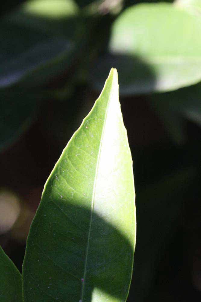              Margin (Riverside, CA)       